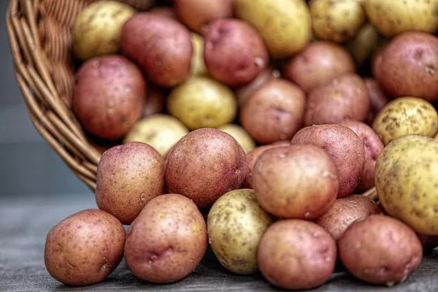 Gdzie kupić ziemniaki na frytki? Sprawdź najlepsze miejsca i odmiany Gdzie kupić ziemniaki na frytki? Sprawdź najlepsze miejsca i odmiany